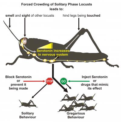 This flow diagram summarizes the major findings of the paper